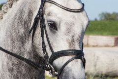 CASCADE POETIC CHAMPION